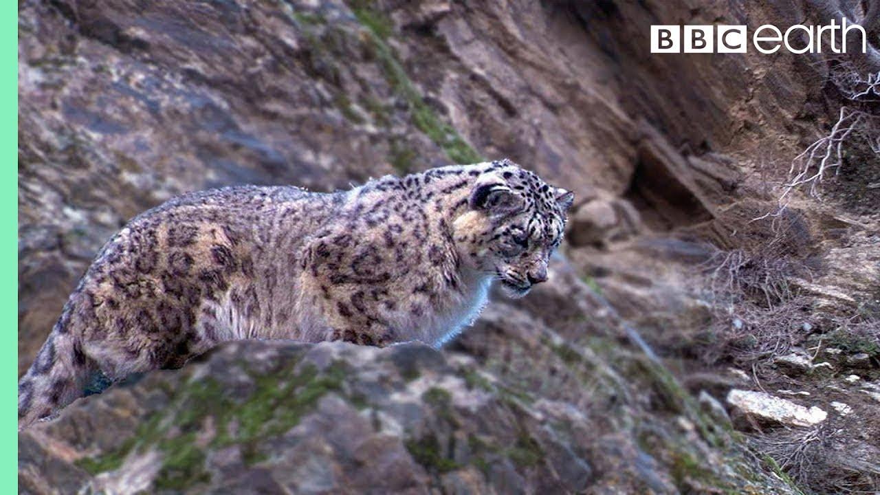 PSLE Science: High-Level Adaptations — How Snow Leopards Survive Extreme Mountain Environments