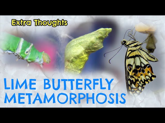 The Amazing Journey of Metamorphosis: From Caterpillar to Butterfly