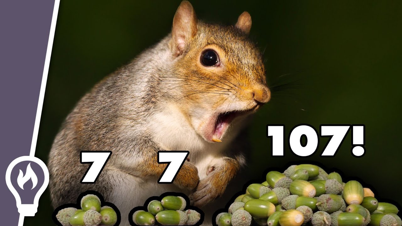 The clever strategy that oak trees use